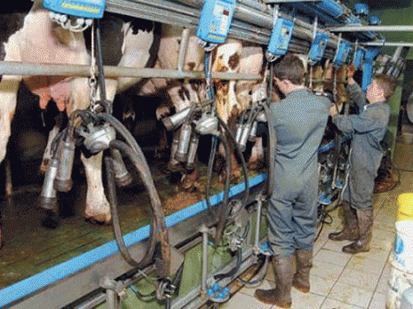 Filière lait à Souk Ahras