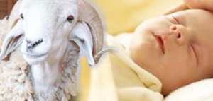 متى تكون العقيقة