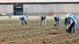 الاستثمارات الفلاحية بولاية عين الدفلى ... نقائص يستوجب تداركها