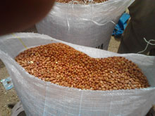 Oran / Port de Ghazaouet