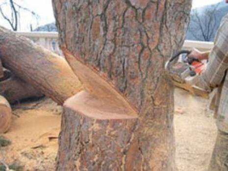 ça s'est passé dans un lycée à blida : des arbres bicentenaires massacrés                                    Actualité : les autres articles