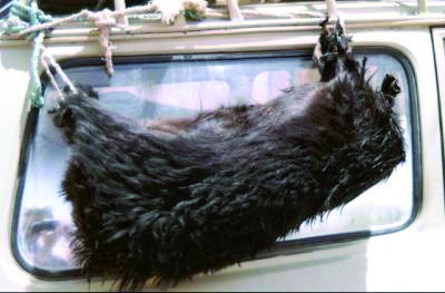 Une tradition bien ancrée                                    Tissemsilt, L'eau de la «guerba»