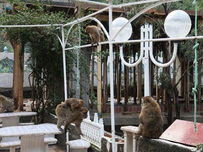 Le singe magot fait des ravages dans les vergers à Béjaïa                                    Il chaparde et détruit les récoltes