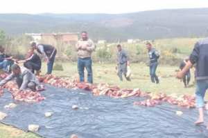 الاعتماد على  الزردة  طلبا للغيث في ولاية الطارف