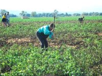 Ain Defla : une wilaya qui rime avec agriculture