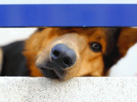 Dangereux, gênants mais autorisés