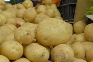 فتح أربعة أسواق جديدة للتسويق المباشر للبطاطا بالشلف