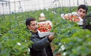 توقع تحقيق إنتاج يتجاوز 14 ألف طن من الفراولة في جيجل