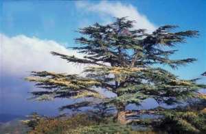 جمعية إيكولوجيا بسكيكدة تطلق أول مبادرة لغرس أشجار الأرز