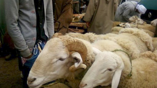 Démantèlement d'une bande criminelle spécialisée dans le vol de cheptel