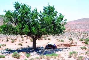 BERRIANE, Conservation des forêts «El-Botma» ou le pistachier de l’Atlas