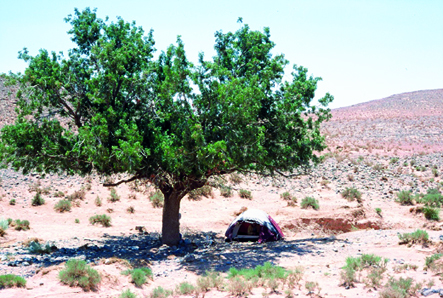 BERRIANE, Conservation des forêts «El-Botma» ou le pistachier de l’Atlas