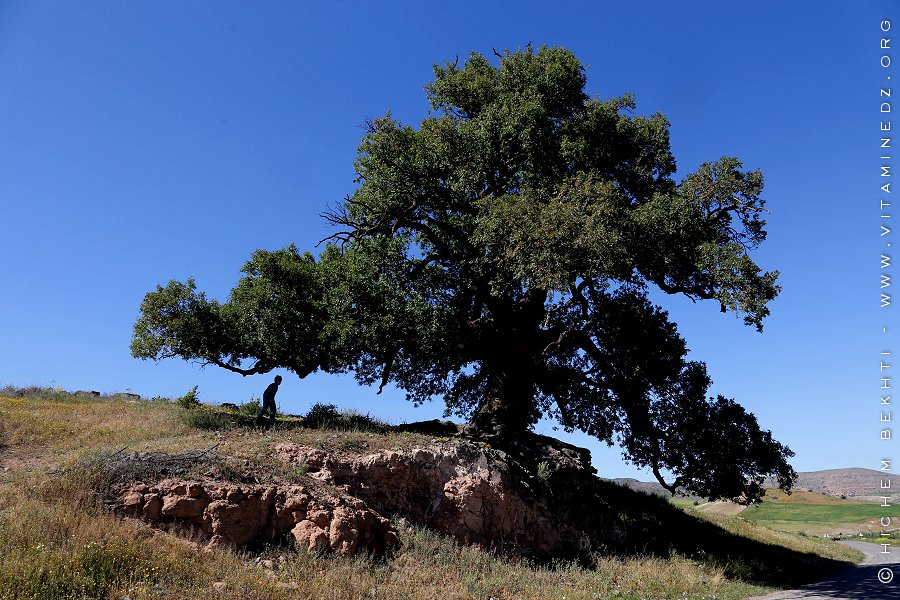 Ghardaia : Le pistachier de l'Atlas Une espèce à préserver