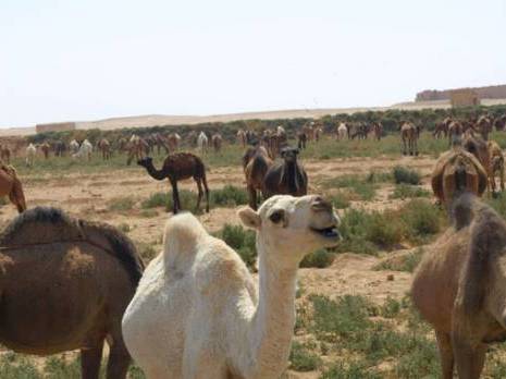 Jijel : l'histoire des dromadaires de Tindouf                                    Culture : les autres articles