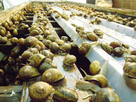 Héliciculture à Mila : Une filière en pleine expansion