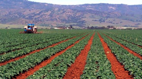 Le wali de Chlef autorise les fellahs à vendre leurs productions à 45 DA