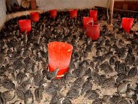 La chair de caille fait son entrée sur la table oranaise