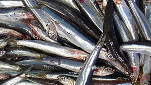 الأنشوفا وخبز الدار سيدا السلع الأكثر رواجا بتيبازة