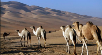 ورقلة... جهود لتثمين والمحافظة على ثروة الإبل