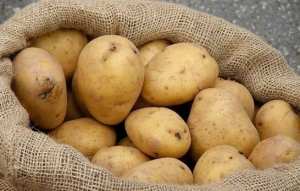 البطاطا وقود الحملة الانتخابية بالجلفة!