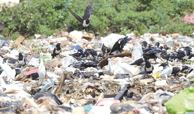 Une décharge sauvage menace la santé publique
