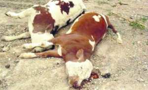 حمى  الأبقار بجيجل تهزم حمى الأسعار