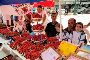 مهرجان الفراولة على المحكّ هذا الموسم بولاية سكيكدة