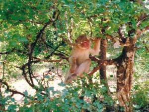 Parc National de Taza (Jijel) : le singe magot, une espèce en voie d'extinction                                    Culture : les autres articles