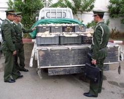 حجز 16 قنطارا من اللحوم البيضاء الفاسدة بالوادي                                    كانت موجّهة للاستهلاك في الأسواق المحلية