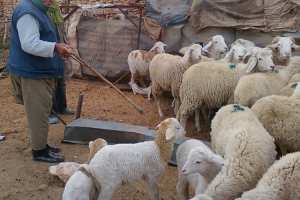 توقيف عصابة من 4 أشخاص لسرقة المواشي في الجلفة