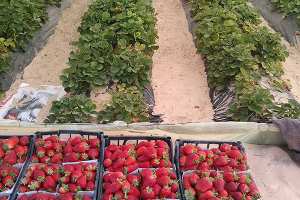 زراعة الفراولة وقصب السكر تحقق نتائج باهرة في الوادي