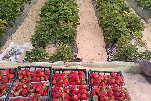 زراعة الفراولة وقصب السكر تحقق نتائج باهرة في الوادي