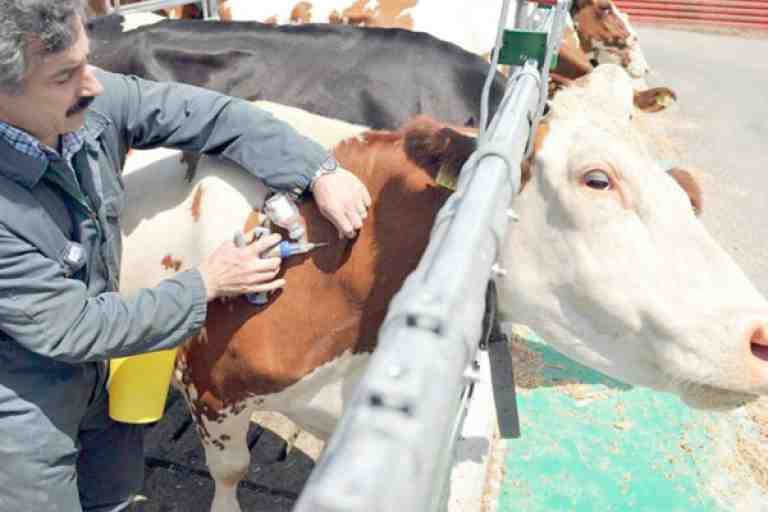 تدابير وقائية لمنع ظهور بؤر الحمى القلاعية بجيجل