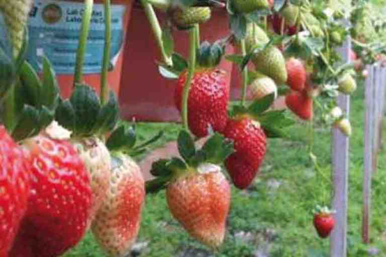 زراعة الفراولة الوجه الجديد للفلاحة بجيجل