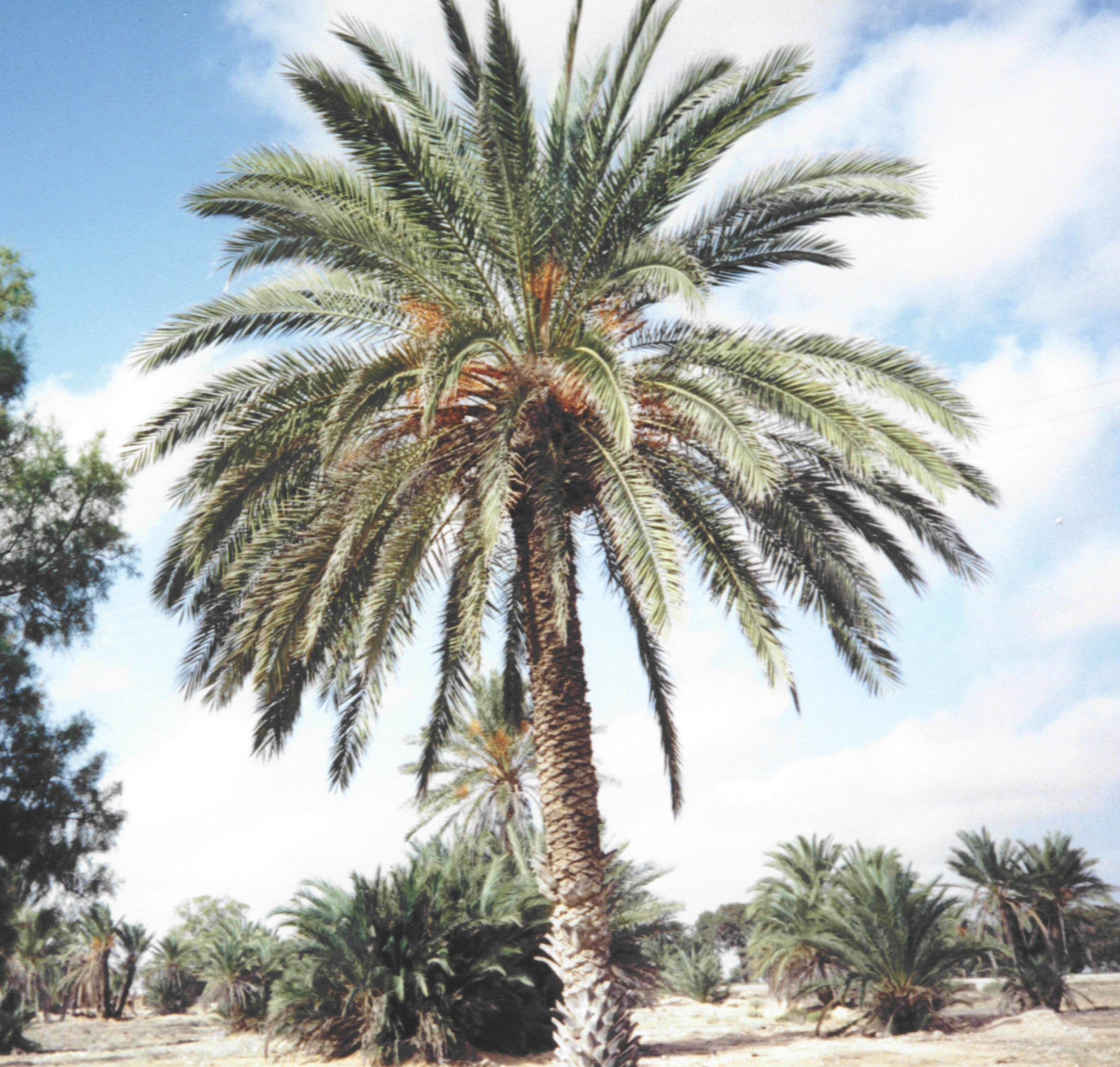 Tamanrasset - 750 palmiers ravagés par le feu