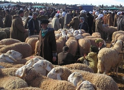 الحملة الانتخابية تفتك بمئات رؤوس الماشية بالجلفة