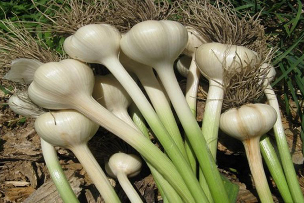 فلاحو ميلة يعتزمون إنزال سعر الثوم إلى 50 دج