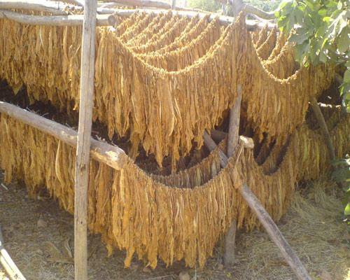 حجز 36 قنطارا من أوراق التبغ في بسكرة