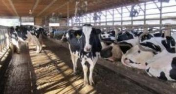 تلقيح 70% من رؤوس الأبقار ضد الحمى القلاعية بورقلة