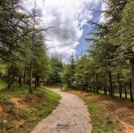 استعمال السموم لقتل الحيوانات البرية ينذر بكارثة بيئية بالمدية