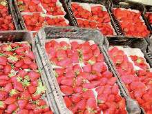 Jijel / Possibilités d'investissements avec des étrangers