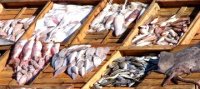 Frénésie des prix du poisson à Oran