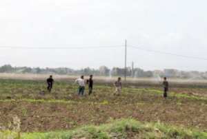 تخصيص 200 هكتار لزراعة البقول الجافة بأم البواقي