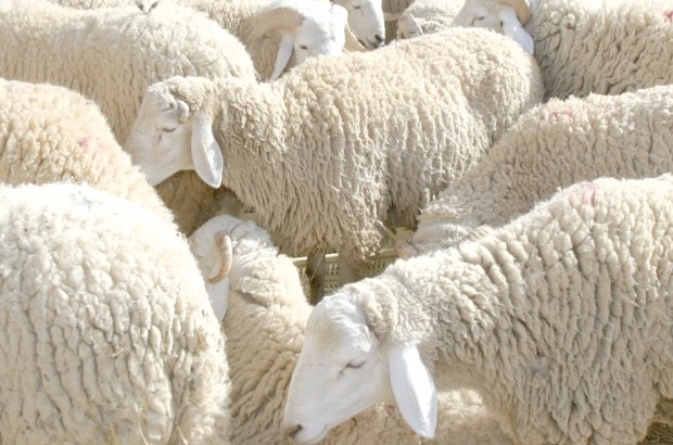 Les voleurs du cheptel sous les verrous