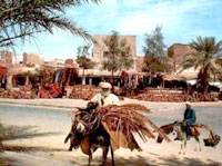 Ouargla / Vague de chaleur                                    A la recherche d'un brin de fraîcheur