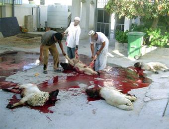 أسعار المواشي تلتهب والذبح العشوائي يستفحل في مستغانم                                    سابقة لم تعرفها الولاية منذ سنوات