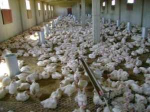 عمال الديوان الجهوي لتربية الدواجن لذراع بن خدة في تيزي وزو يحتجون