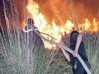 Un incendie ravage 152 hectares de la forêt d'Ain Bornaz à Ain Abid (Constantine)