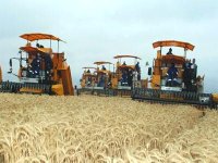 Constantine : production céréalière 