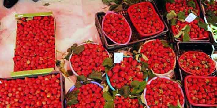 Culture de la fraise